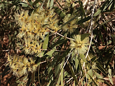 APII jpeg image of Melaleuca nervosa  © contact APII