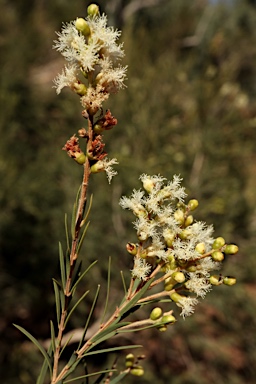 APII jpeg image of Melaleuca trichostachya  © contact APII