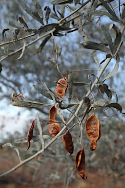 APII jpeg image of Acacia victoriae subsp. arida  © contact APII
