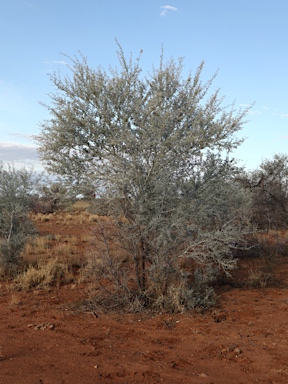 APII jpeg image of Acacia victoriae subsp. arida  © contact APII