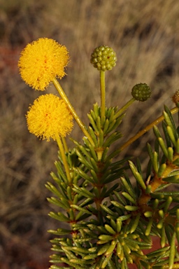 APII jpeg image of Acacia spondylophylla  © contact APII