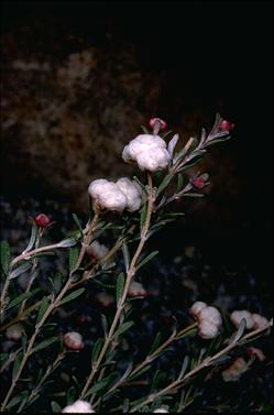 APII jpeg image of Dicrastylis globiflora  © contact APII