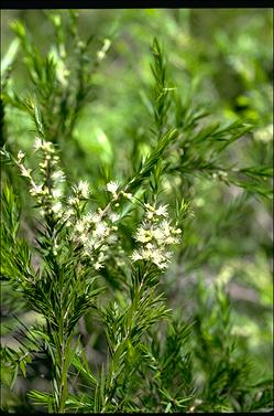 APII jpeg image of Melaleuca 'Revolution Gold'  © contact APII