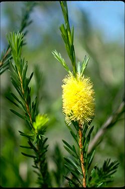 APII jpeg image of Melaleuca lutea  © contact APII