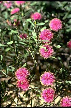 APII jpeg image of Melaleuca conothamnoides  © contact APII