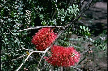 APII jpeg image of Melaleuca elliptica  © contact APII