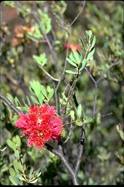 APII jpeg image of Melaleuca fulgens subsp. steedmanii  © contact APII