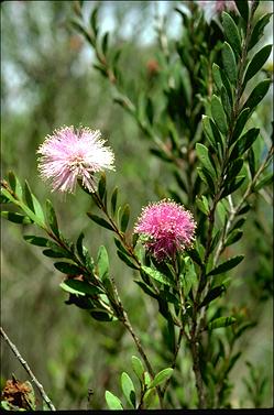 APII jpeg image of Melaleuca nesophila  © contact APII