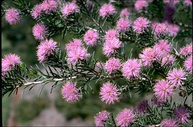 APII jpeg image of Melaleuca pentagona var. subulifolia  © contact APII