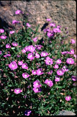 APII jpeg image of Mimulus gracilis  © contact APII