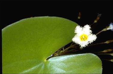 APII jpeg image of Nymphoides indica  © contact APII