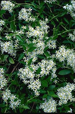 APII jpeg image of Olearia elliptica  © contact APII