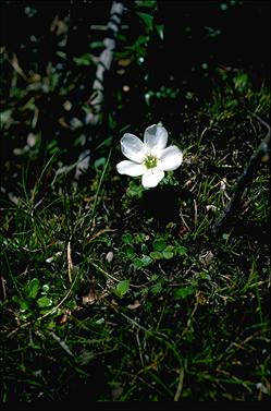 APII jpeg image of Oxalis magellanica  © contact APII