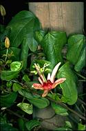 Passiflora aurantia