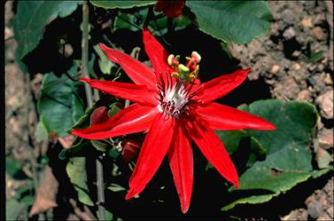 APII jpeg image of Passiflora miniata  © contact APII