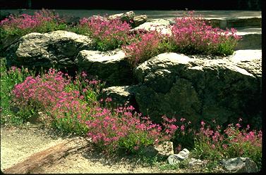 APII jpeg image of Pelargonium rodneyanum  © contact APII