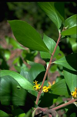 APII jpeg image of Persoonia levis  © contact APII