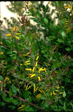 APII jpeg image of Persoonia myrtilloides  © contact APII