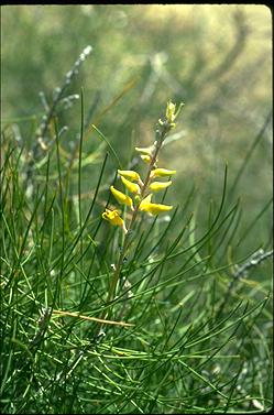 APII jpeg image of Persoonia saccata  © contact APII