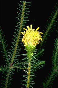 APII jpeg image of Petrophile ericifolia  © contact APII