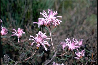 APII jpeg image of Petrophile linearis  © contact APII