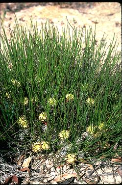 APII jpeg image of Petrophile longifolia  © contact APII