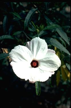 APII jpeg image of Hibiscus heterophyllus  © contact APII