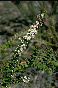 APII jpeg image of Hypocalymma cordifolium subsp. cordifolium  © contact APII