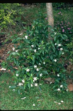 APII jpeg image of Jasminum simplicifolium subsp. australiense  © contact APII