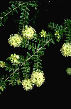 APII jpeg image of Kunzea flavescens  © contact APII