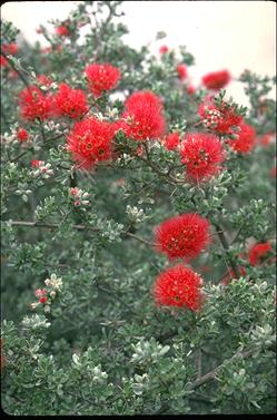 APII jpeg image of Kunzea pulchella  © contact APII