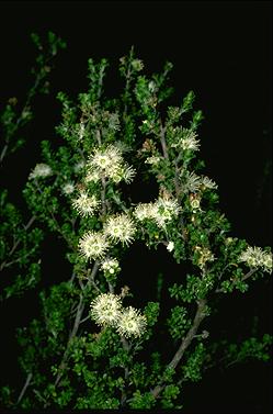 APII jpeg image of Kunzea 'Badja Carpet'  © contact APII