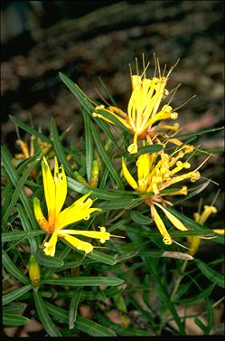 APII jpeg image of Lambertia multiflora  © contact APII