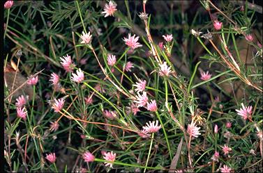 APII jpeg image of Laxmannia gracilis  © contact APII