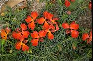 Lechenaultia formosa