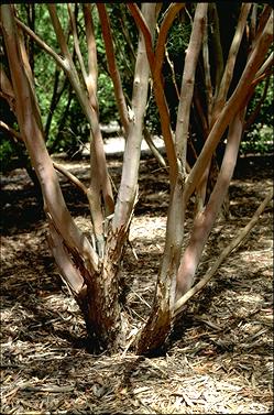 APII jpeg image of Leptospermum brachyandrum  © contact APII