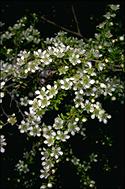 flower image