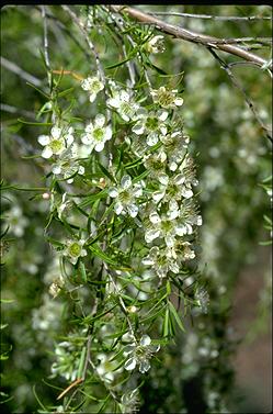 APII jpeg image of Leptospermum polygalifolium subsp. tropicum  © contact APII