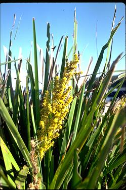 APII jpeg image of Lomandra longifolia  © contact APII