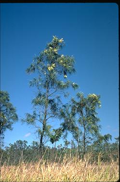 APII jpeg image of Grevillea parallela  © contact APII