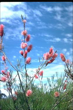 APII jpeg image of Grevillea petrophiloides subsp. petrophiloides  © contact APII