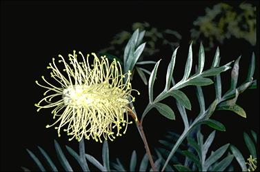 APII jpeg image of Grevillea sessillis  © contact APII