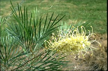 APII jpeg image of Grevillea whiteana  © contact APII