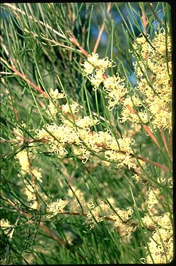 APII jpeg image of Hakea constablei  © contact APII