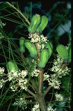 APII jpeg image of Hakea constablei  © contact APII