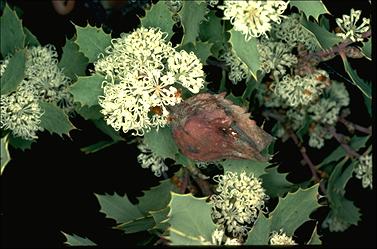 APII jpeg image of Hakea cristata  © contact APII