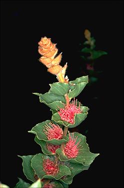 APII jpeg image of Hakea cucullata  © contact APII