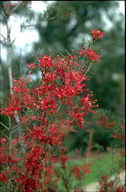 APII jpeg image of Hakea purpurea  © contact APII