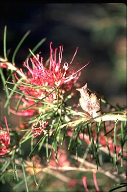 APII jpeg image of Hakea verrucosa  © contact APII