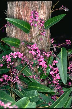 APII jpeg image of Hardenbergia violacea 'Happy Wanderer'  © contact APII